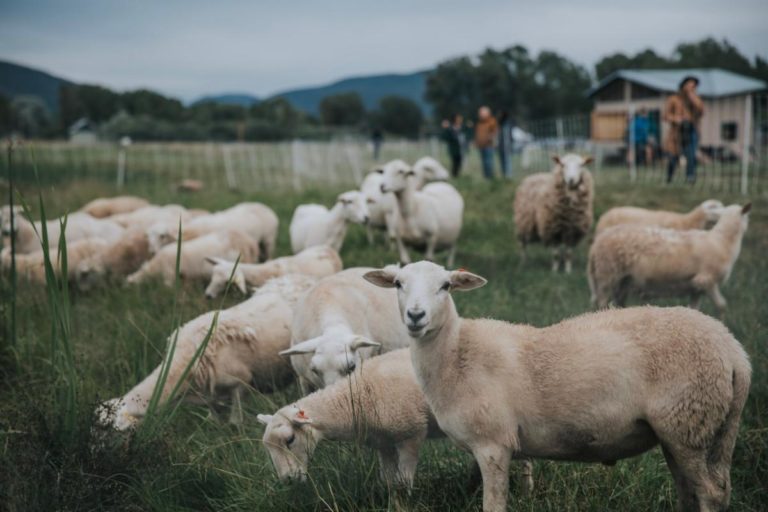 Burlap Dinner | Rotational Grazing