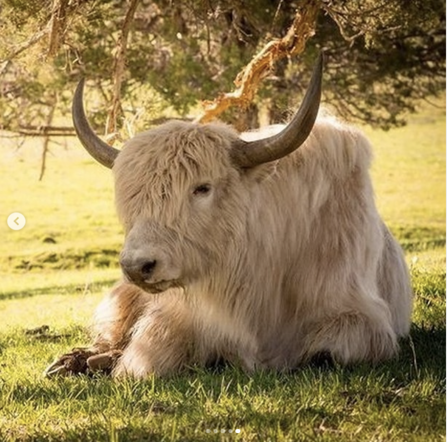 Cow sales field sweater