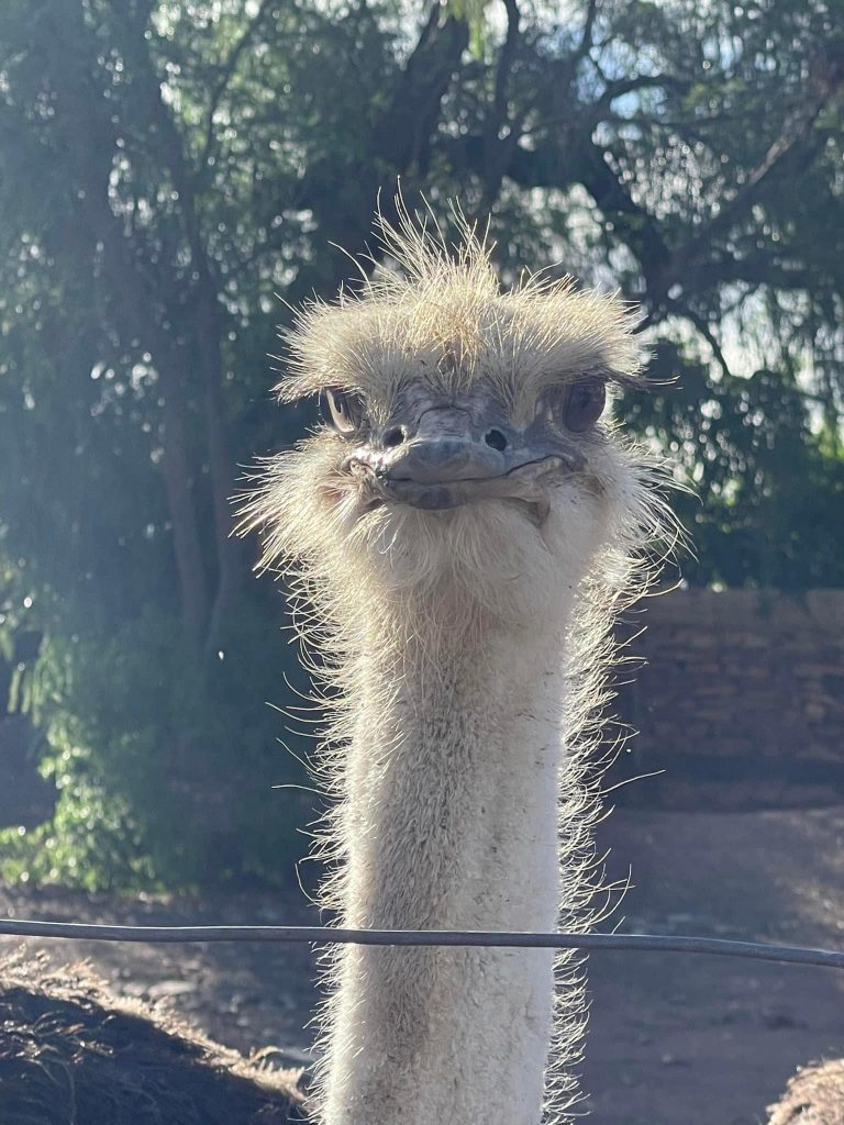 Ostrich